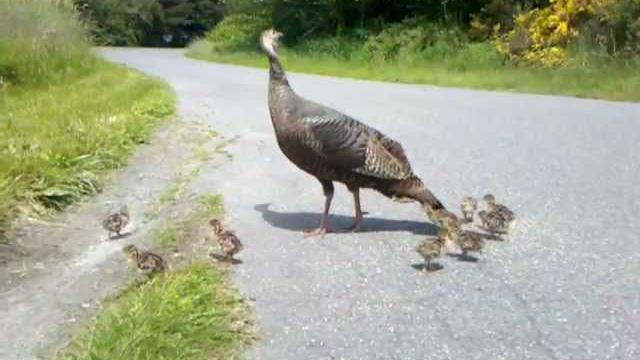 Turkey mom signals danger to her chicks. see what happens! Turkey mom signals danger to her chicks. see what happens!