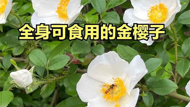 你童年的美味野果糖罐子金樱子,在荒野求生时全身可以食用 你童年的美味野果糖罐子金樱子,在荒野求生时全身可以食用