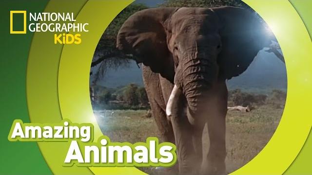 African elephant | amazing animals African elephant | amazing animals