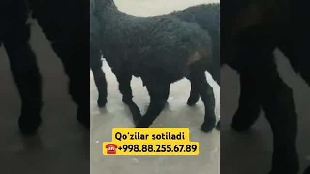 #respect #farming #animals #music #qoylar #optim #respect #farming #animals #music #qoylar #optim