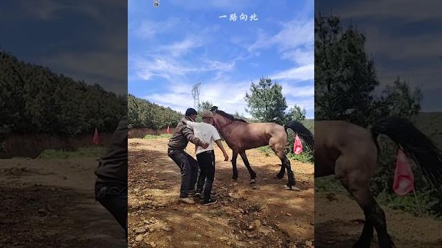 扶上马背是老父亲 策马扬鞭靠自己,生来不忘父母恩,富贵不忘引路人,#马背上的民族 扶上马背是老父亲 策马扬鞭靠自己,生来不忘父母恩,富贵不忘引路人,#马背上的民族