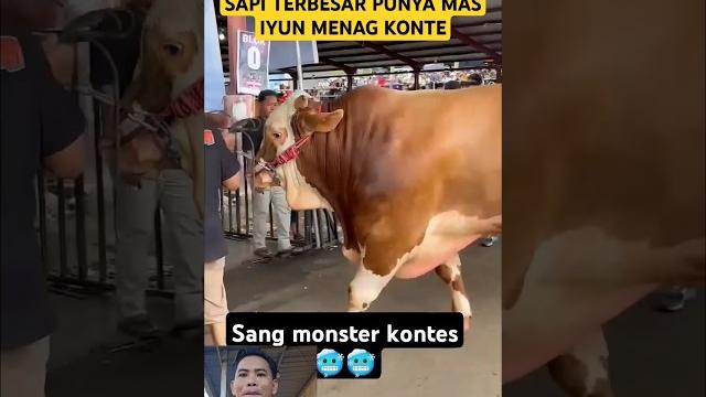 Sapi mas iyun menang kontes #fauzana #masiyun #deliwafa #sobatngaret #gungayu #shorts #trending Sapi mas iyun menang kontes #fauzana #masiyun #deliwafa #sobatngaret #gungayu #shorts #trending
