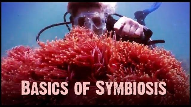 Symbiosis: mutualism, commensalism, and parasitism Symbiosis: mutualism, commensalism, and parasitism