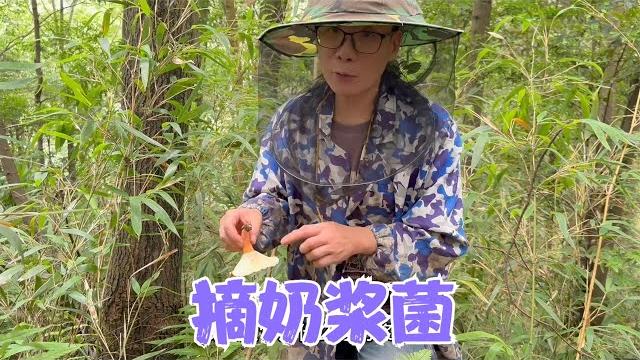 阿恋和雨哥上山摘奶浆菌碰到菌窝,俩人抢不停,整个山林充满笑声 阿恋和雨哥上山摘奶浆菌碰到菌窝,俩人抢不停,整个山林充满笑声