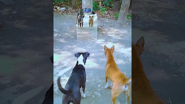 Dog mirror prank #shorts Dog mirror prank #shorts
