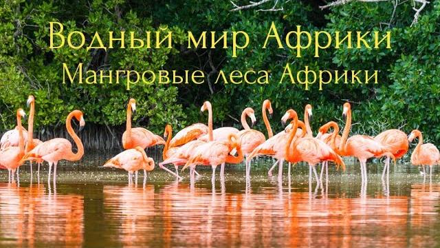 Водный мир африки.мангровые леса африки. Водный мир африки.мангровые леса африки.