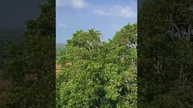 Views from ramar padam, rameshwaram. #relaxingmusic #tamilnadu #rameshwaram #jaishreeram #sriram Views from ramar padam, rameshwaram. #relaxingmusic #tamilnadu #rameshwaram #jaishreeram #sriram