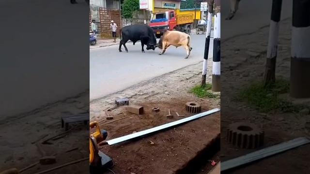Pagla goru angry bull।। #shorts #fyp #viral #youtubeshorts #shortvideo #shortsvideo #cow Pagla goru angry bull।। #shorts #fyp #viral #youtubeshorts #shortvideo #shortsvideo #cow