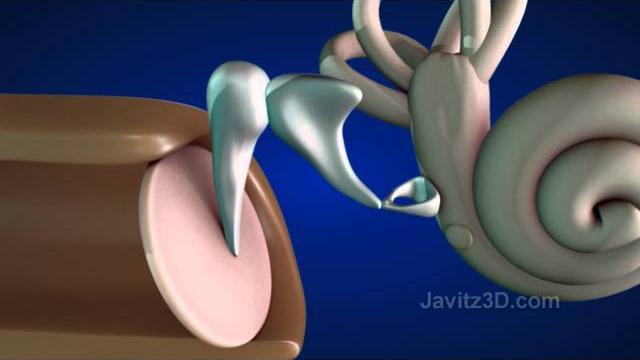 How the ear works How the ear works