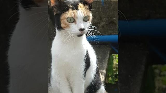 Cute pussy cat (meow!) Cute pussy cat (meow!)