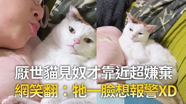 厭世貓見奴才靠近超嫌棄 網笑翻:牠一臉想報警xd 厭世貓見奴才靠近超嫌棄 網笑翻:牠一臉想報警xd