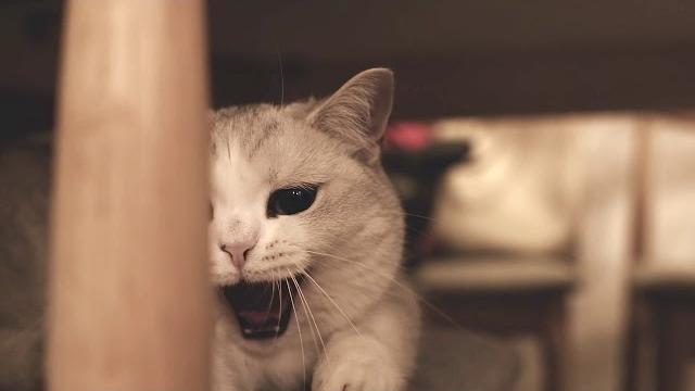 猪小七被我偷拍了,镜头感还挺好 猪小七被我偷拍了,镜头感还挺好