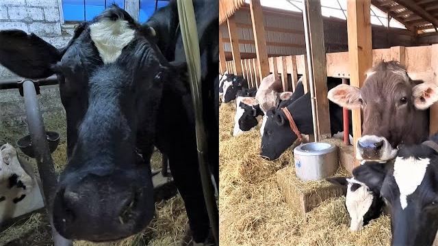 Feeding and milking cows on a small dairy farm! Feeding and milking cows on a small dairy farm!