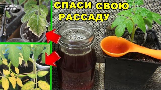 Спаси свою рассаду.чего не хватает томатам? желтеют,сохнут ,синеют листья срочно подкорми этим .... Спаси свою рассаду.чего не хватает томатам? желтеют,сохнут ,синеют листья срочно подкорми этим ....