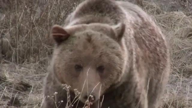 Never rope a grizzly bear Never rope a grizzly bear