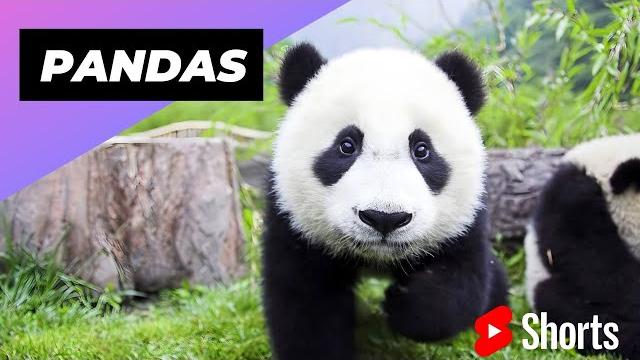 Pandas one of the worst mothers in the animal kingdom #shorts #pandas #animalkingdom Pandas one of the worst mothers in the animal kingdom #shorts #pandas #animalkingdom