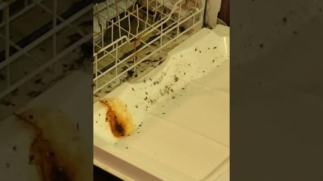 Holy cockroach ! #ants #bees #cantonohio #halloffame #mice #pestcontrol #pests #cockroach Holy cockroach ! #ants #bees #cantonohio #halloffame #mice #pestcontrol #pests #cockroach