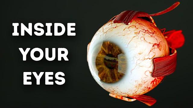 What happens inside your eyes - 3d animation What happens inside your eyes - 3d animation