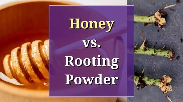 Honey vs rooting powder: a propagation trial Honey vs rooting powder: a propagation trial