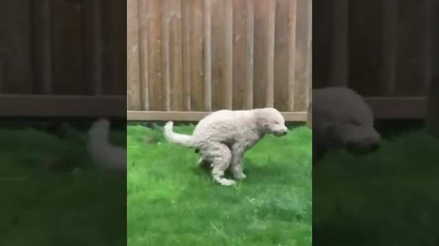 Dog poops outside during storm - 1330488 Dog poops outside during storm - 1330488