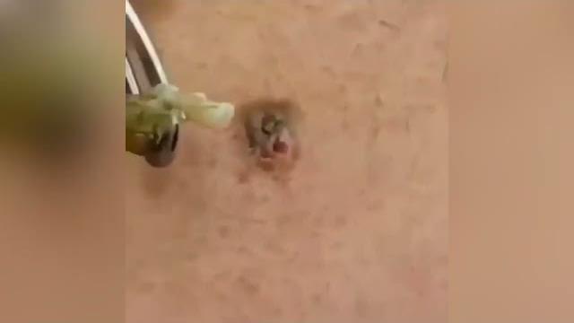 Давят прыщи фурункулы подборка видео ! вы будете в шоке Давят прыщи фурункулы подборка видео ! вы будете в шоке