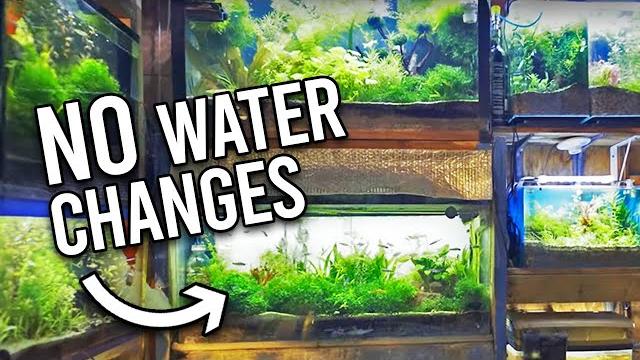 Natural tropical fish store reveals secrets to no water changes Natural tropical fish store reveals secrets to no water changes