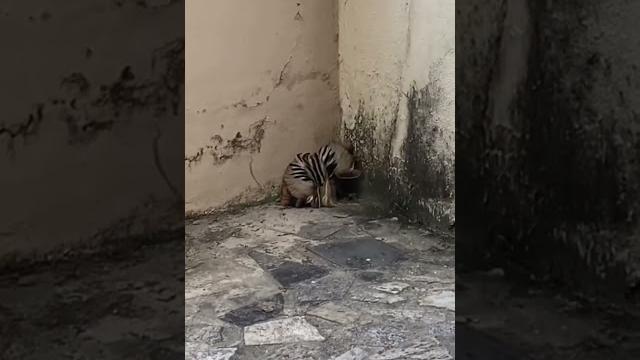 Apareceu na casa da minha irmã #vidanaroça #sitio Apareceu na casa da minha irmã #vidanaroça #sitio