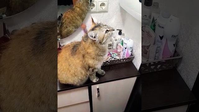 #зовёт #гулять #зовёт #гулять