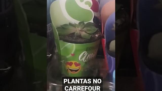 Plantas no carrefour natal rn #plantas #jardim #jardinagem #flores #plantasdentrodecasa #suculentas Plantas no carrefour natal rn #plantas #jardim #jardinagem #flores #plantasdentrodecasa #suculentas