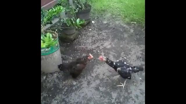 Mertua vs menantu versi chiken Mertua vs menantu versi chiken