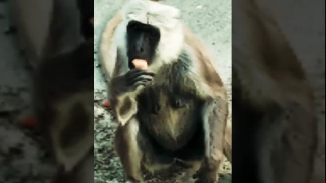 #bhaktisong #monkey #animallover408 #bhaktisong #monkey #animallover408