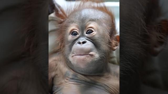 The moment this baby monkey realized he’s getting a shot The moment this baby monkey realized he’s getting a shot