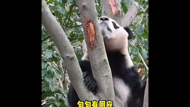 3 28福宝开口说话了,和隔壁玲琅姐姐聊天,小奶音好苏好可爱#福宝 #大熊猫福宝 #福宝日常 3 28福宝开口说话了,和隔壁玲琅姐姐聊天,小奶音好苏好可爱#福宝 #大熊猫福宝 #福宝日常