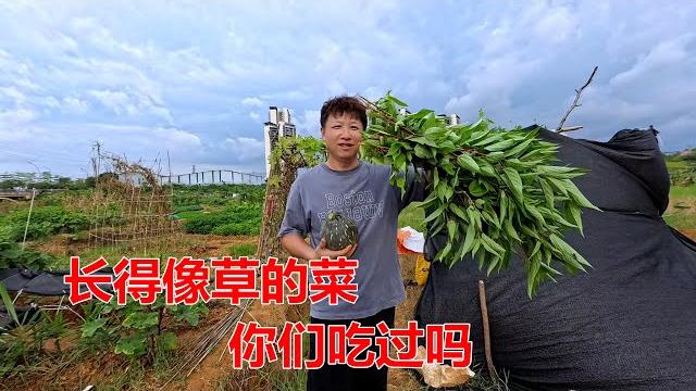 隔壁菜地阿姨给我们送的菜,长得像草一样,你们吃过吗?【我是杰少】 隔壁菜地阿姨给我们送的菜,长得像草一样,你们吃过吗?【我是杰少】