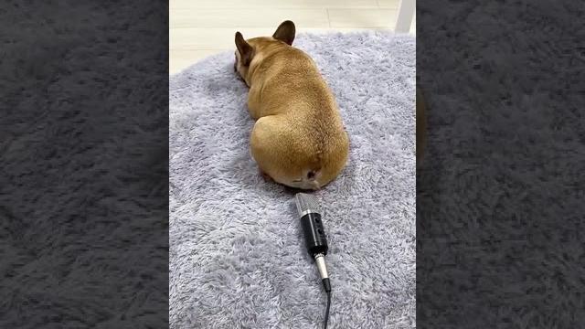 Kelakuan anjing lucu | tahan ketawa Kelakuan anjing lucu | tahan ketawa
