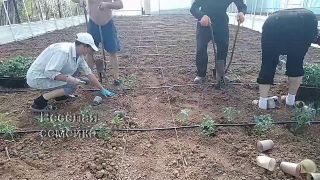 Высадка томатов в теплицу (парник, балаган) Высадка томатов в теплицу (парник, балаган)