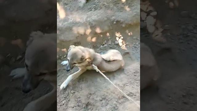 Itlar jangi Itlar jangi