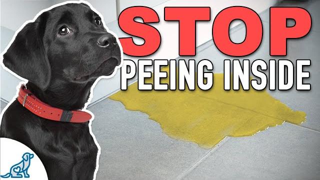 Stop accidents indoors with this puppy potty training plan Stop accidents indoors with this puppy potty training plan
