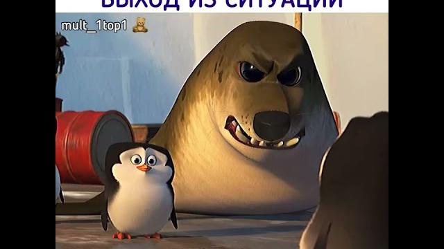 Знай наших #shorts #пингвины #мадагаскар Знай наших #shorts #пингвины #мадагаскар
