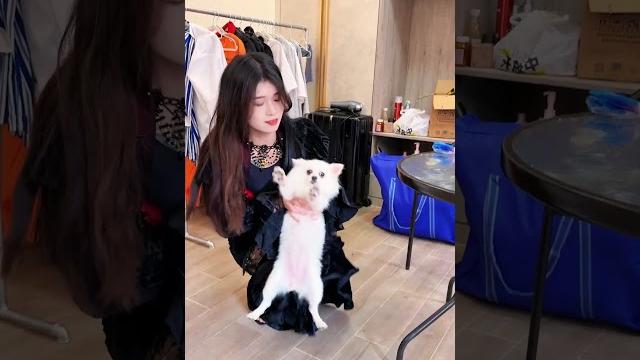 一直受伤的狗找到了家的归属感#shorts#暗黑女王 一直受伤的狗找到了家的归属感#shorts#暗黑女王