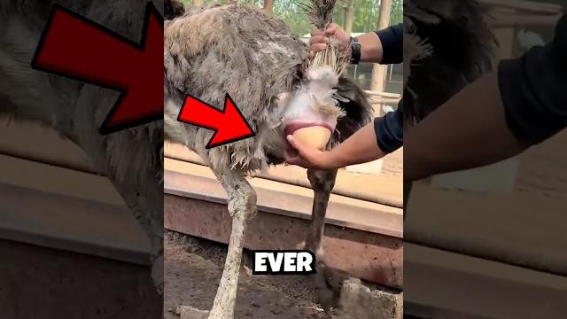 Catching ostrich eggs in mid-air! explained Catching ostrich eggs in mid-air! explained