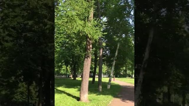 11 июня 2025 питер утро погода хорошее #лето #прогулка #landscape #positivevibes #nature #природа 11 июня 2025 питер утро погода хорошее #лето #прогулка #landscape #positivevibes #nature #природа