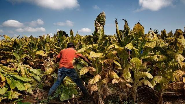 Made in the usa: child labor & tobacco Made in the usa: child labor & tobacco