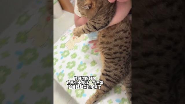 17斤的皮卡#你家猫猫也会这样吗 #你家猫猫也会这样吗 17斤的皮卡#你家猫猫也会这样吗 #你家猫猫也会这样吗