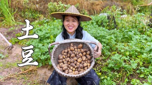土豆从地到盘,小莉这样一做,3个孩子吃光还想吃 土豆从地到盘,小莉这样一做,3个孩子吃光还想吃