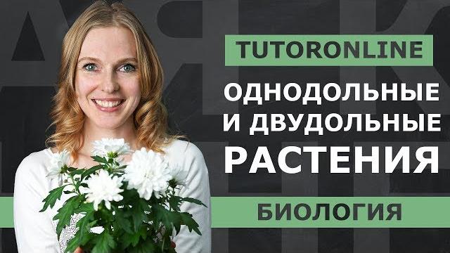 Биология | однодольные и двудольные растения Биология | однодольные и двудольные растения