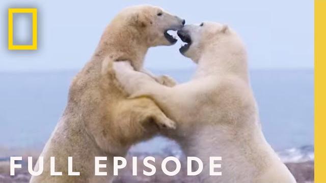Clan of the north (full episode) | kingdom of the polar bears Clan of the north (full episode) | kingdom of the polar bears