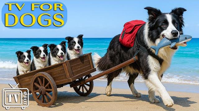 All-day soothe dogs anxiety | best fun & relaxing dog tv: music for dogs to prevent boredom & stress All-day soothe dogs anxiety | best fun & relaxing dog tv: music for dogs to prevent boredom & stress