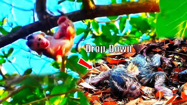 After-birth-hardly, the-newborn baby monkey just-born-was-dropped-down-from-20m-of-high-tree-by-mom After-birth-hardly, the-newborn baby monkey just-born-was-dropped-down-from-20m-of-high-tree-by-mom