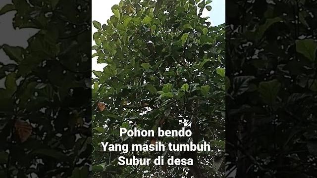 Pohon bendo Pohon bendo